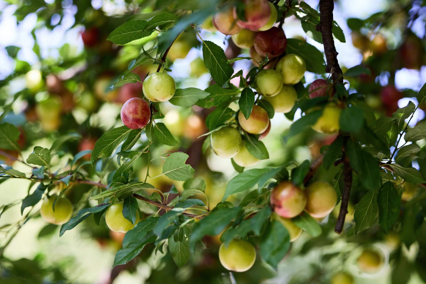 Penthousy Radimova - Zeleň a parky v okolí - jabloň Penthousy Radimova - Zeleň a parky v okolí - jabloň