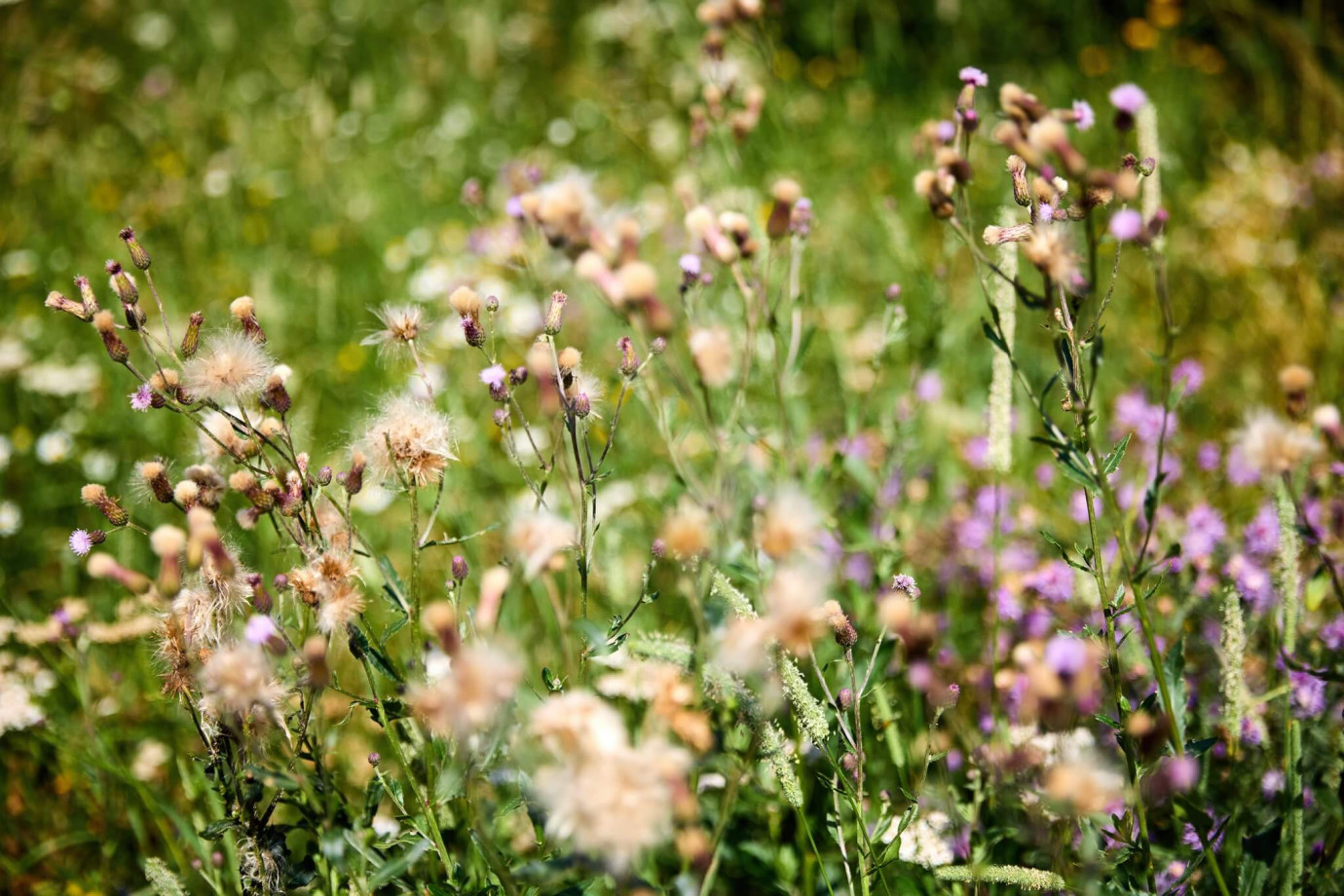 Penthousy Radimova - Zeleň a parky v okolí - květiny Penthousy Radimova - Zeleň a parky v okolí - květiny